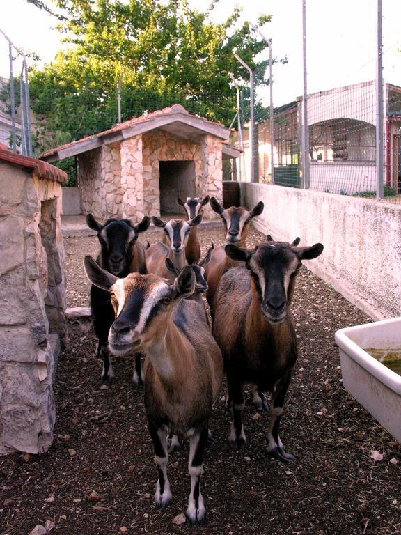 Agriturismo Valle Verde アルタムラ エクステリア 写真